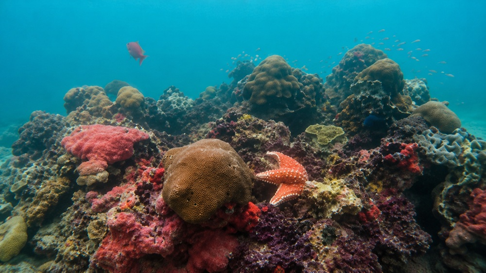 Naturschutzgebiet Punta Manabique Oekosystem