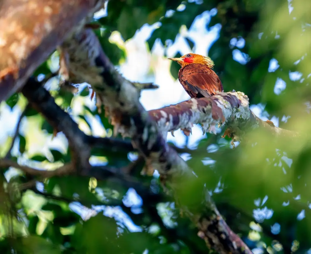 Tikal Vogel Maya Nationalpark Guatemala Dschungel Natur Tierwelt