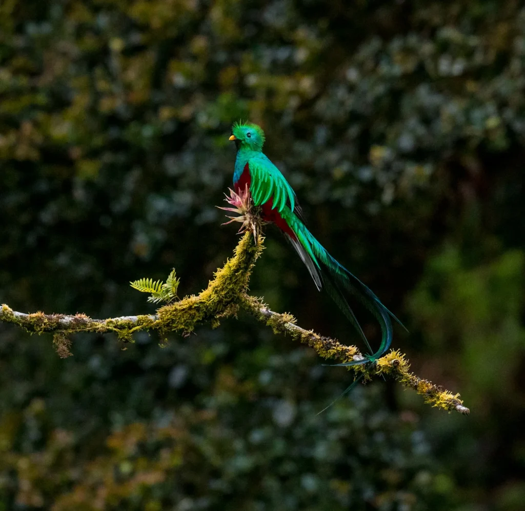 aves guatemala por region