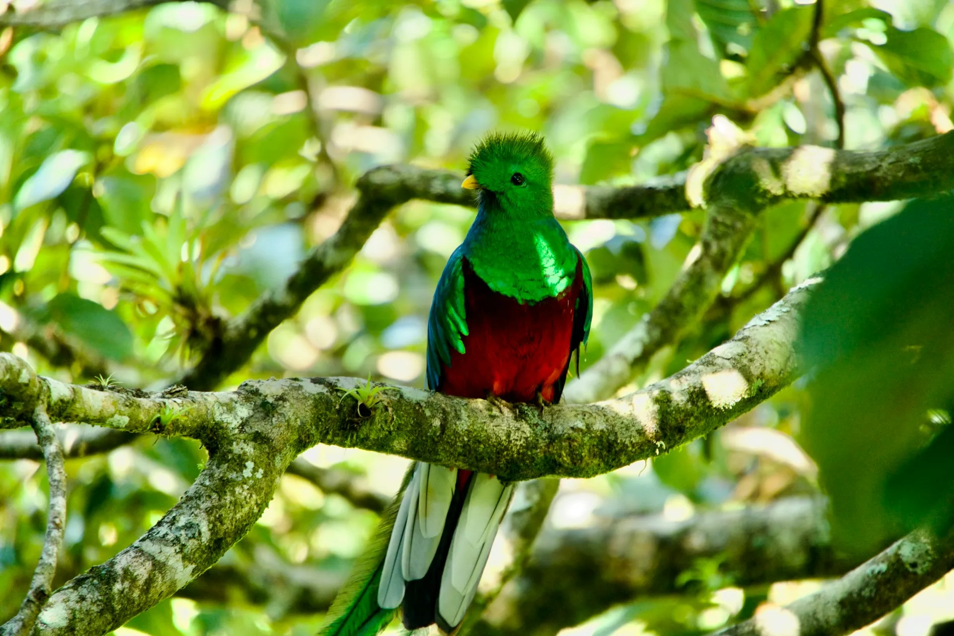 Aves de Guatemala: guía completa para observar especies en la naturaleza aves de guatemala