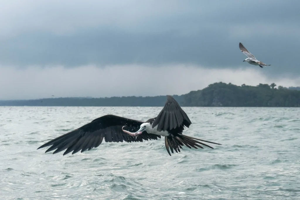 biodiversidad rio dulce