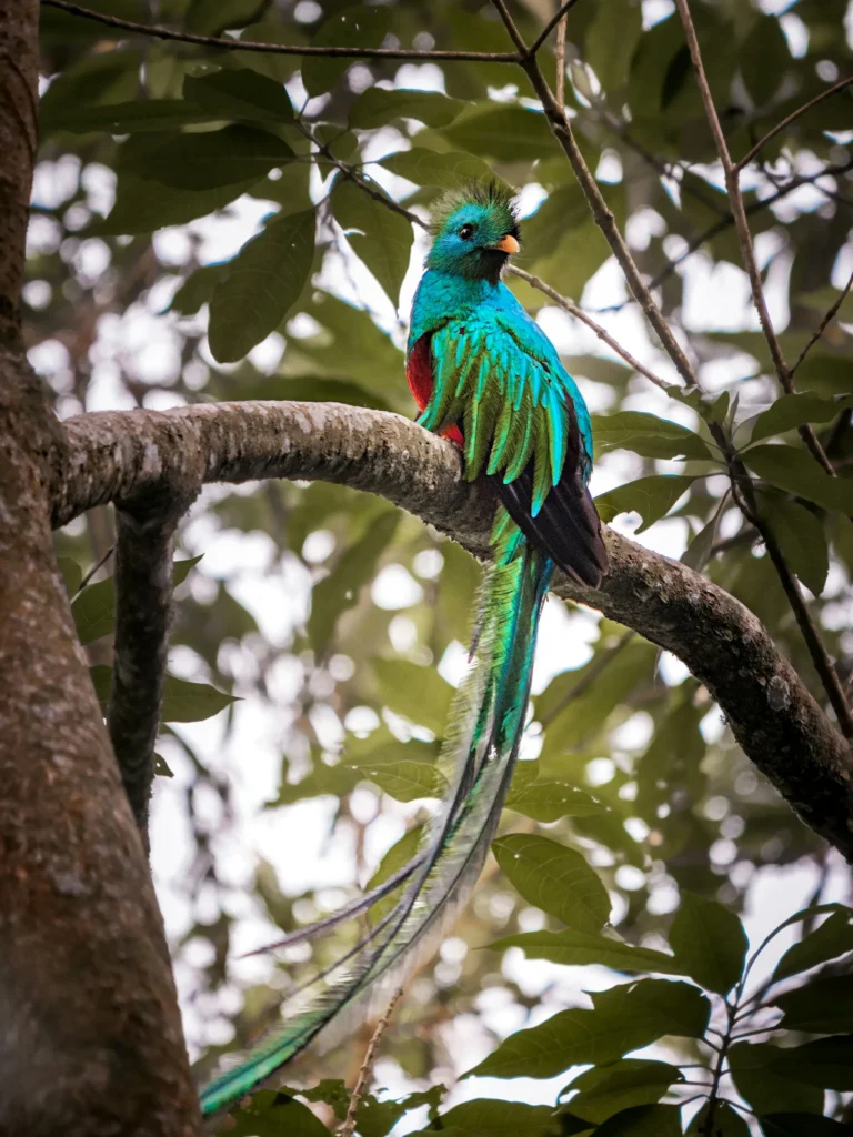 birdwatching aves guatemala