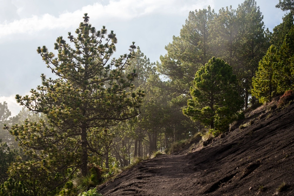 bosque sierra cuchumatanes