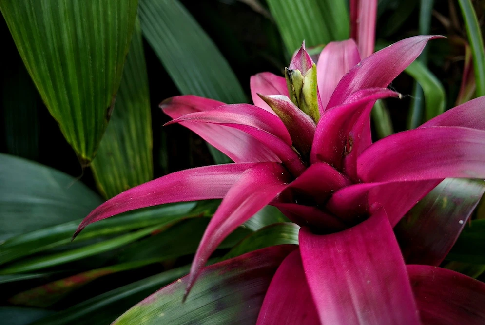 Broméliacée « Fleur rurale Quetzal » au Refugio del Quetzal