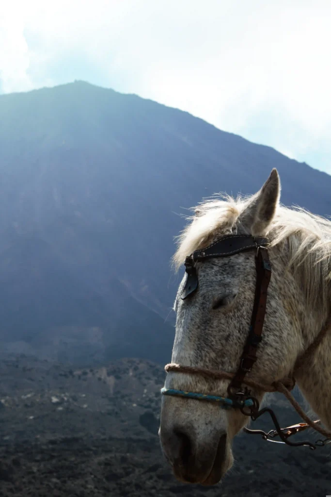 caballo frente a una montaña en los alrededores de Quetzaltenango