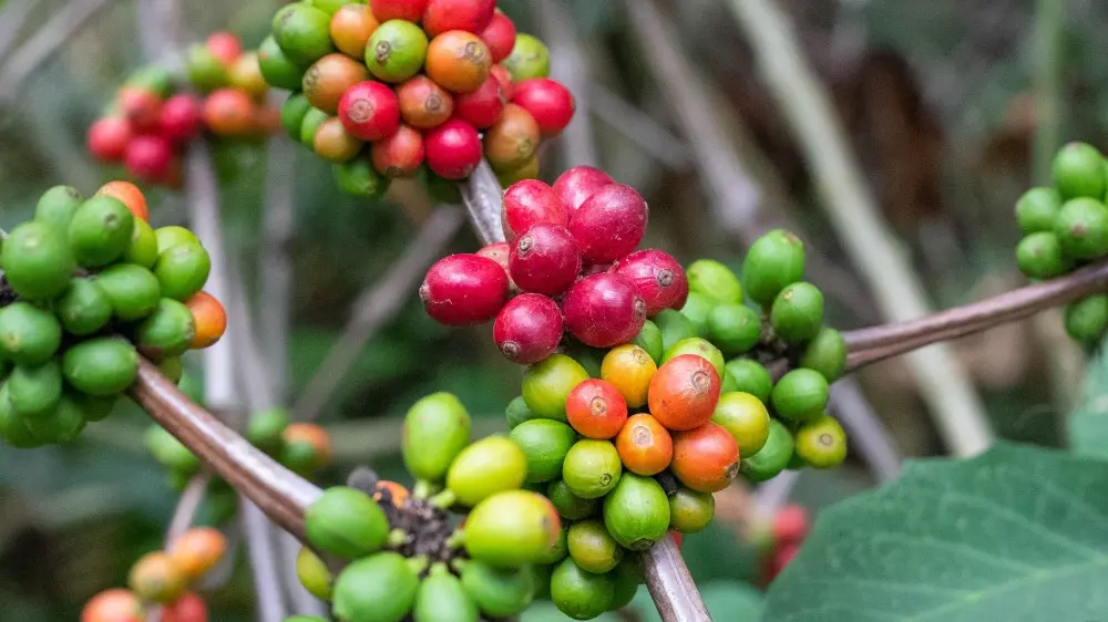Acatenango coffee