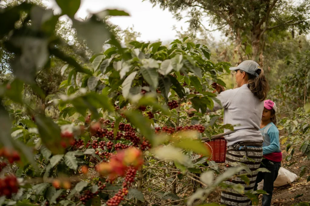 Café de Guatemala: historia, regiones productoras y su calidad cafe de guatemala