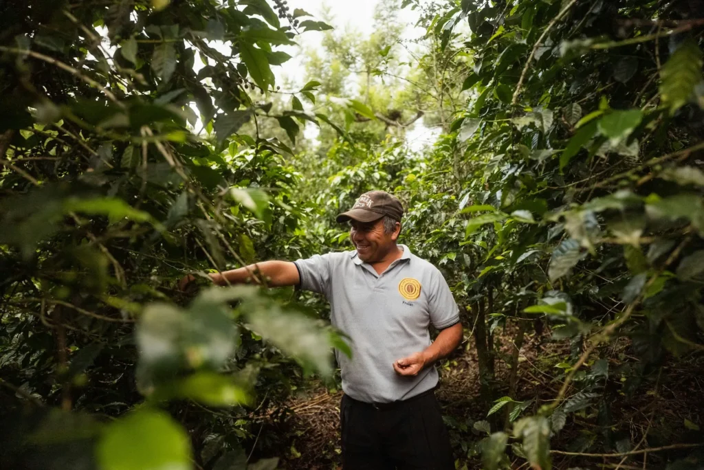 cafe Guatemala Acatenango