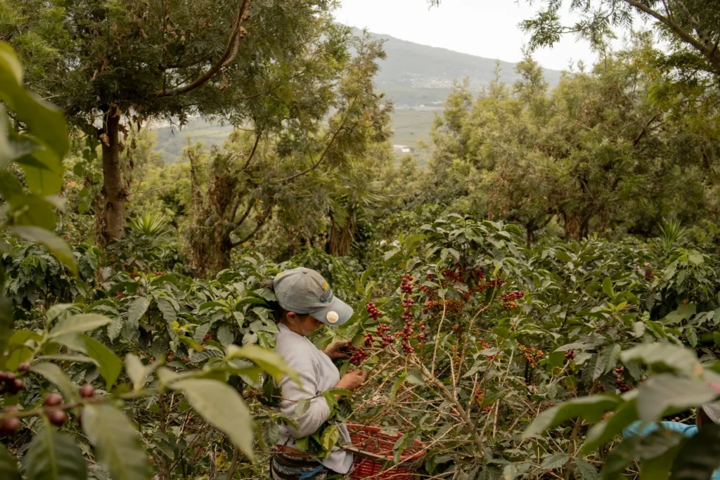 cafe Guatemala caracteristicas