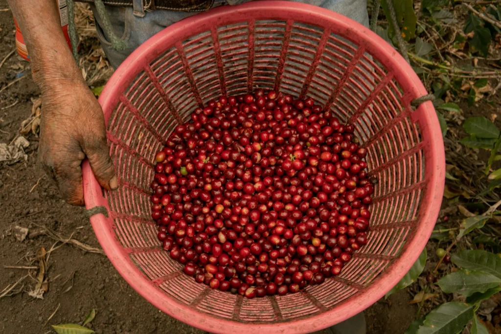 Cafe Guatemala como cultivado