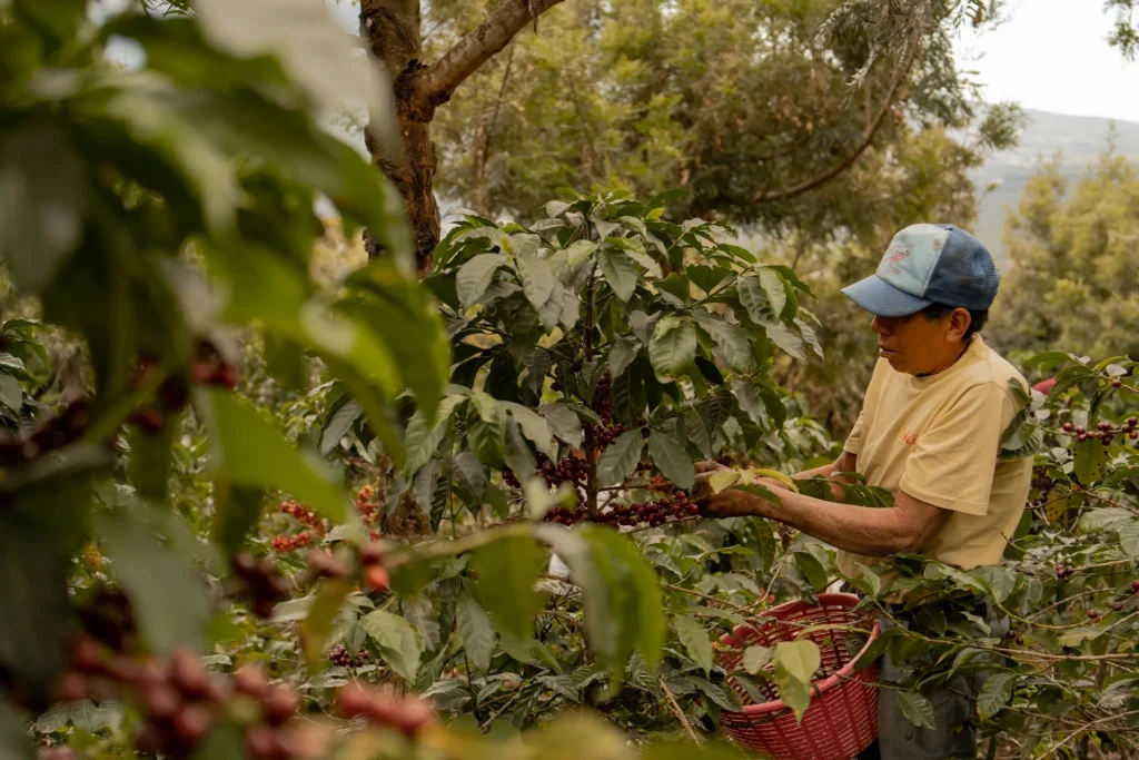 historia cafe Guatemala