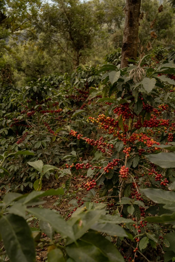 cafe Guatemala mundial
