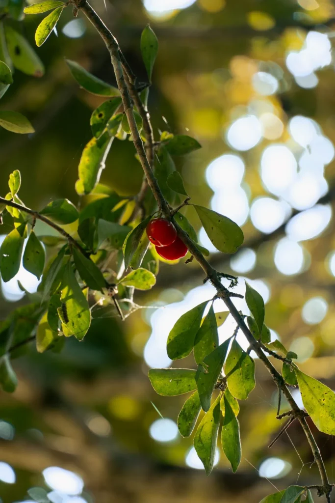 consejos avistar flora de guatemala