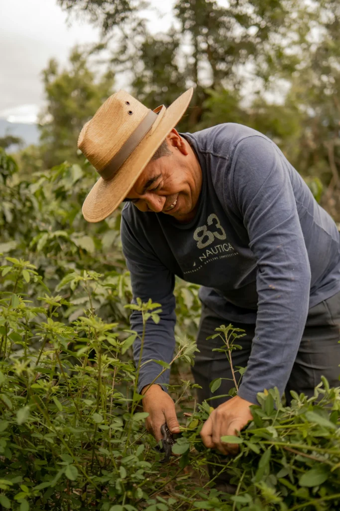 onde produzido cafe Guatemala