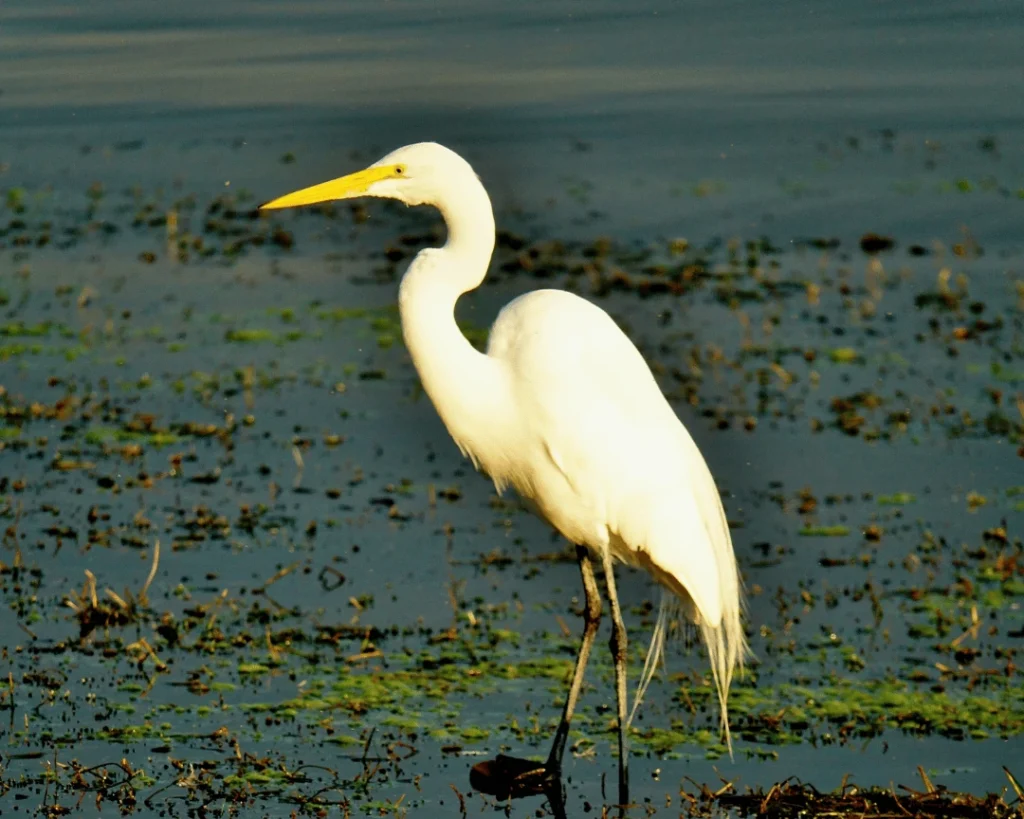 Flora and fauna you can see at Macanché Lagoon