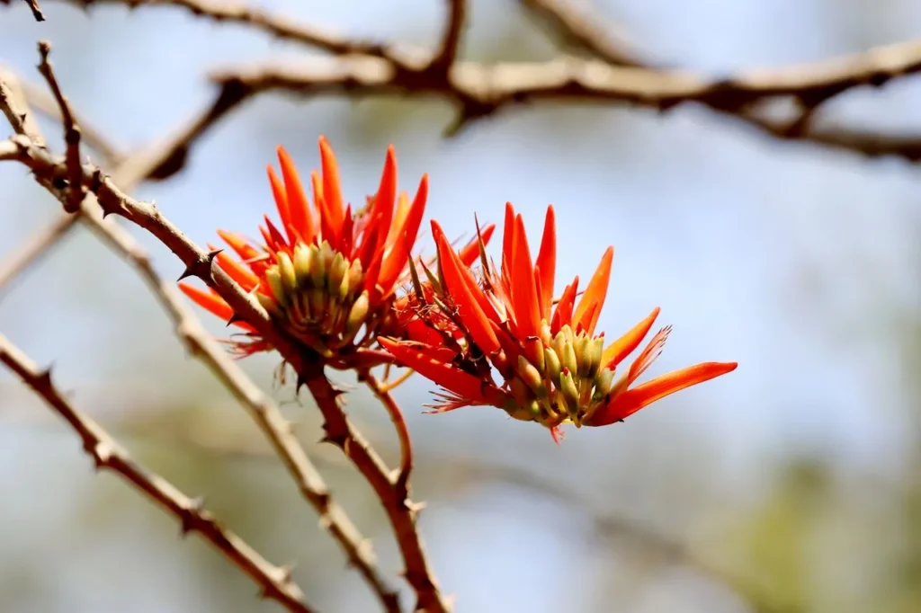 flor de quetzal flora de guatemala