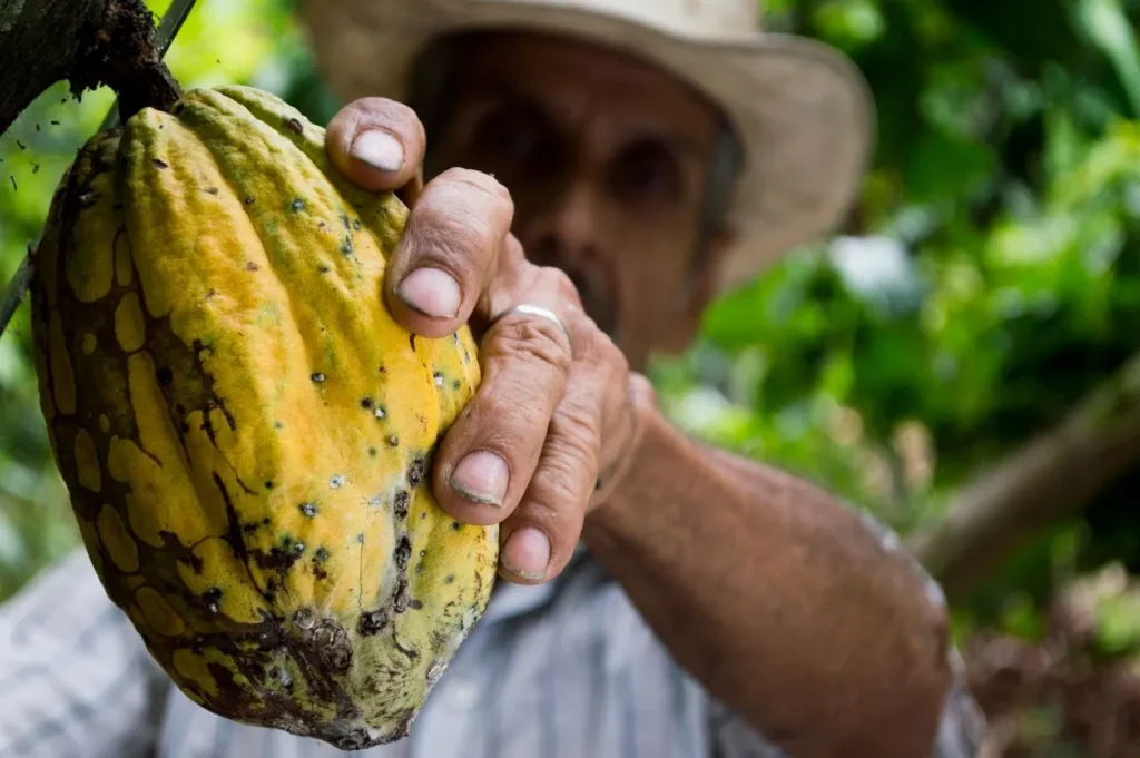flora de guatemala cacao