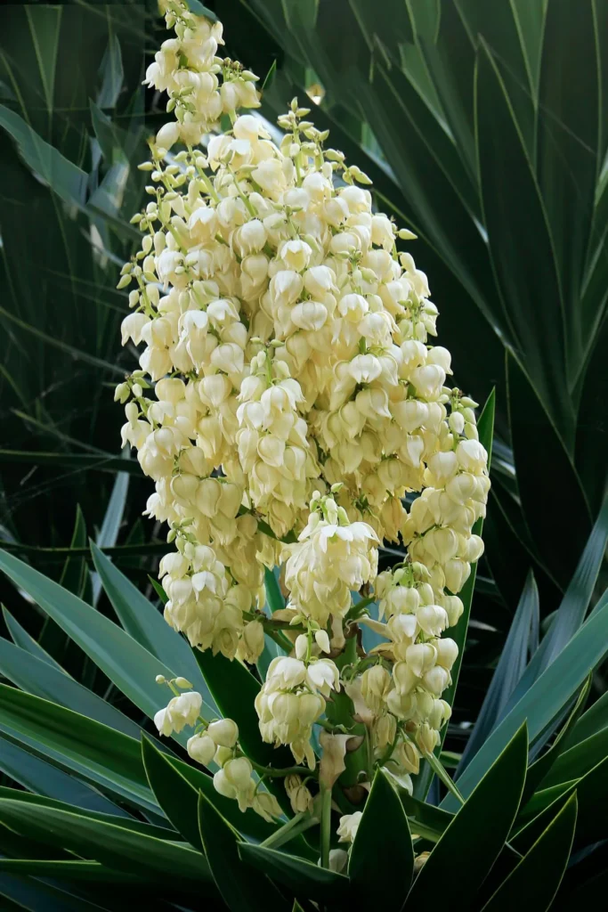 flora de guatemala flor de izote