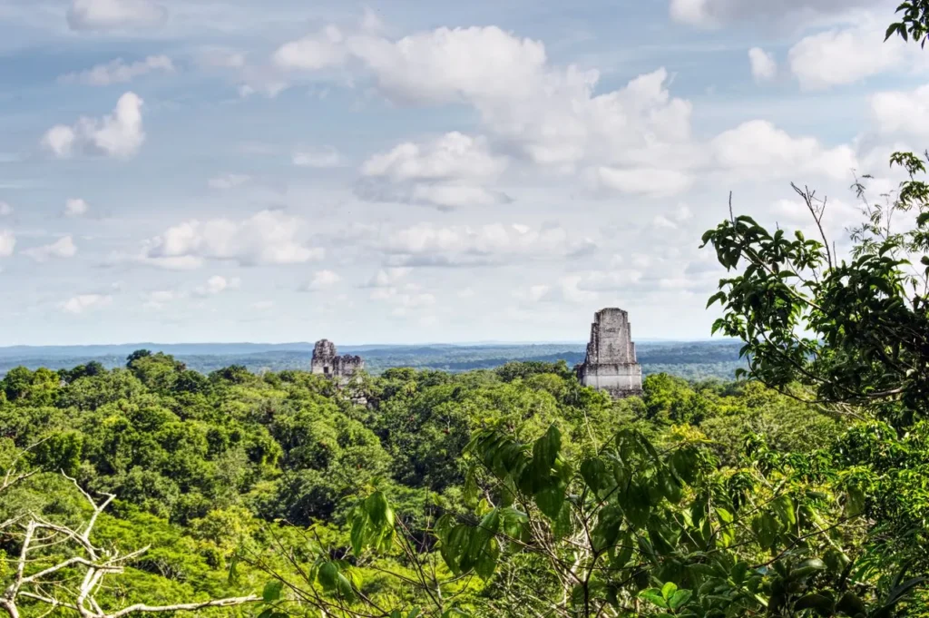 flora de guatemala tikal