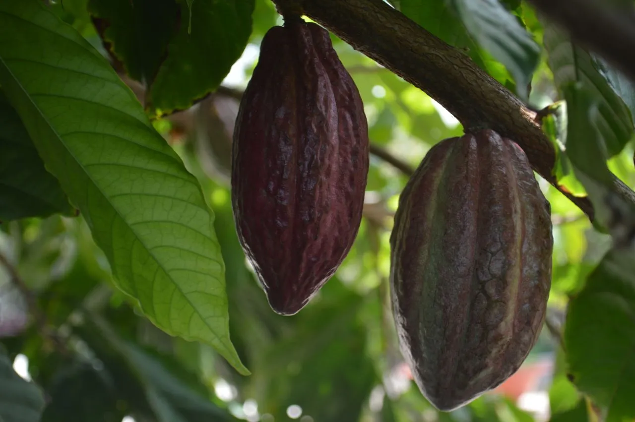 Flora de Guatemala: descubre 10 ejemplos emblemáticos de la biodiversidad del país flora de guatemala