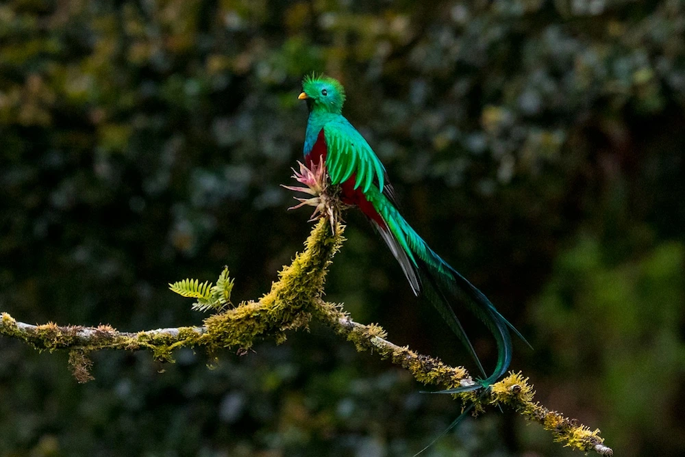 Oiseau : la route du quetzal