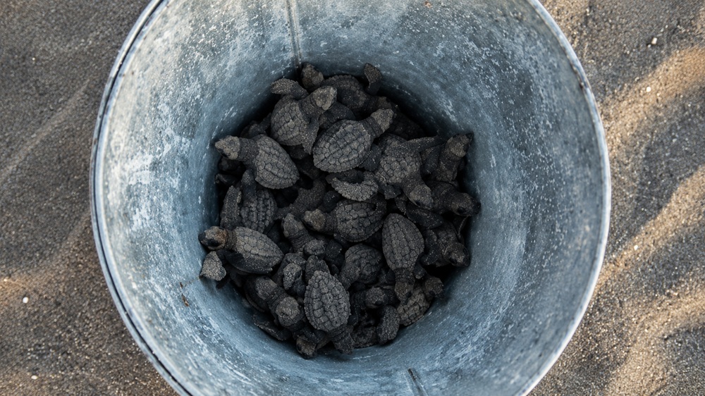 Schildkroetenaufzuchtstation Monterrico Befreiungssaison