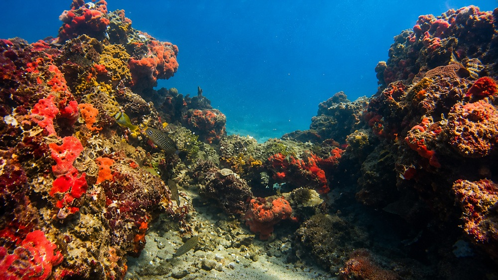 Meeresfauna Naturschutzgebiet Puta Manabique