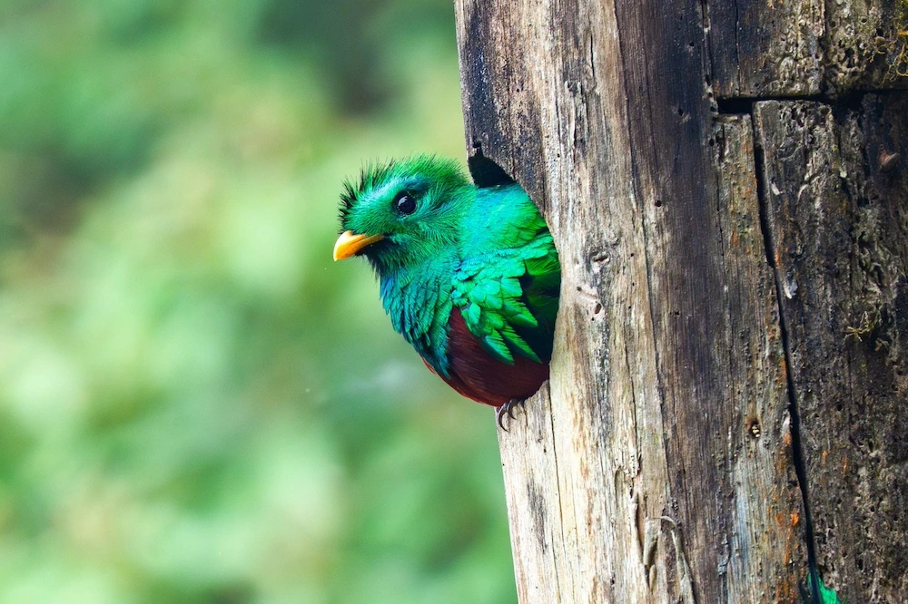 Oiseau, faune, refugio del Quetzal