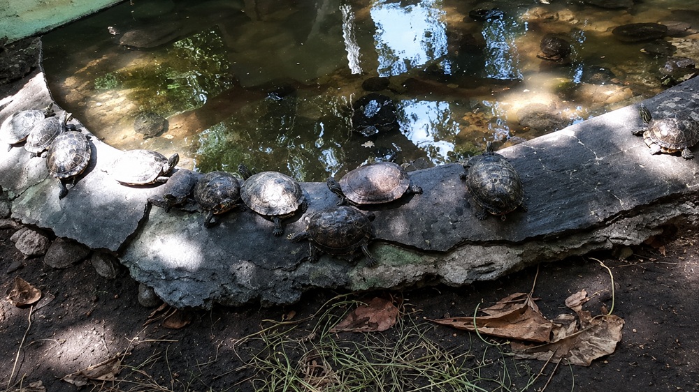 Schildkroetenaufzuchtstation Monterrico Rundgang