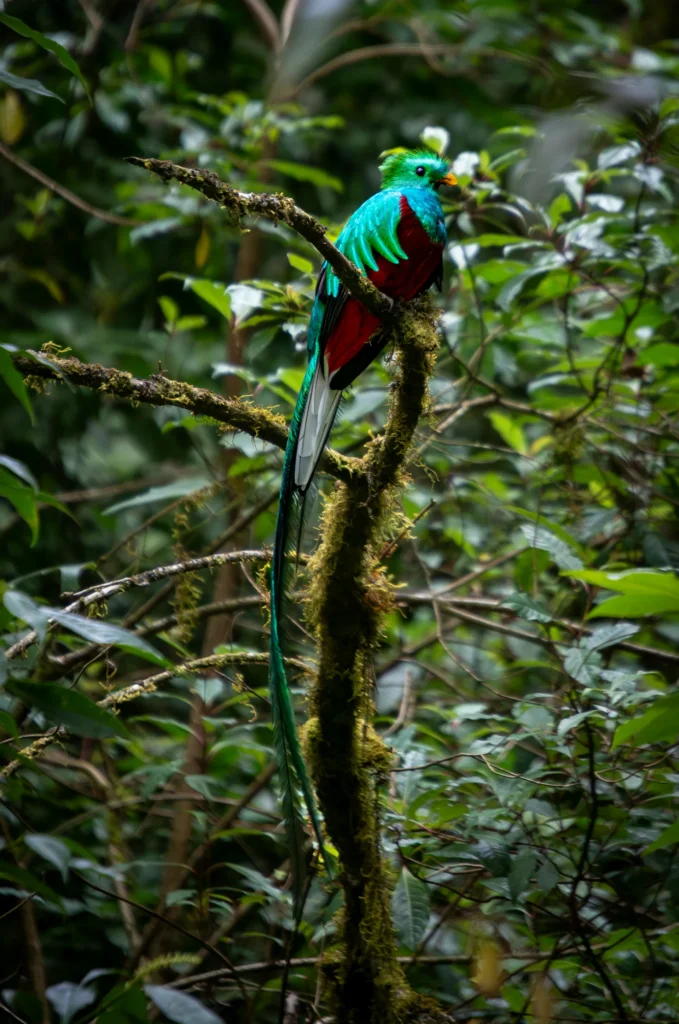 quetzal aves guatemala