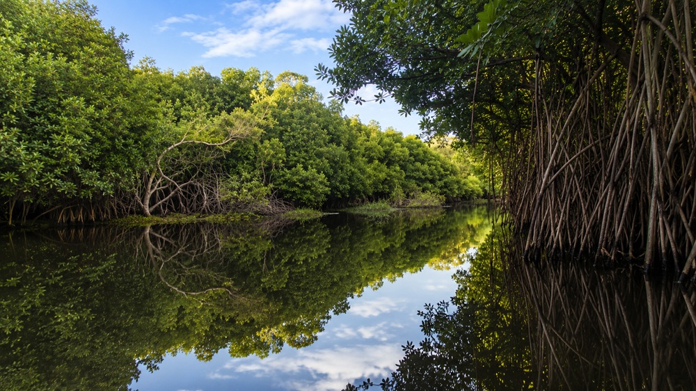 Mangrovenwaelder Monterrico Bootstour