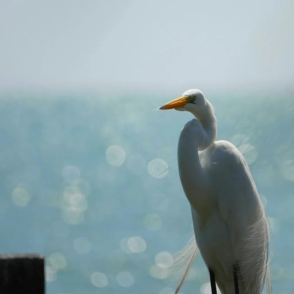 rio dulce caribe