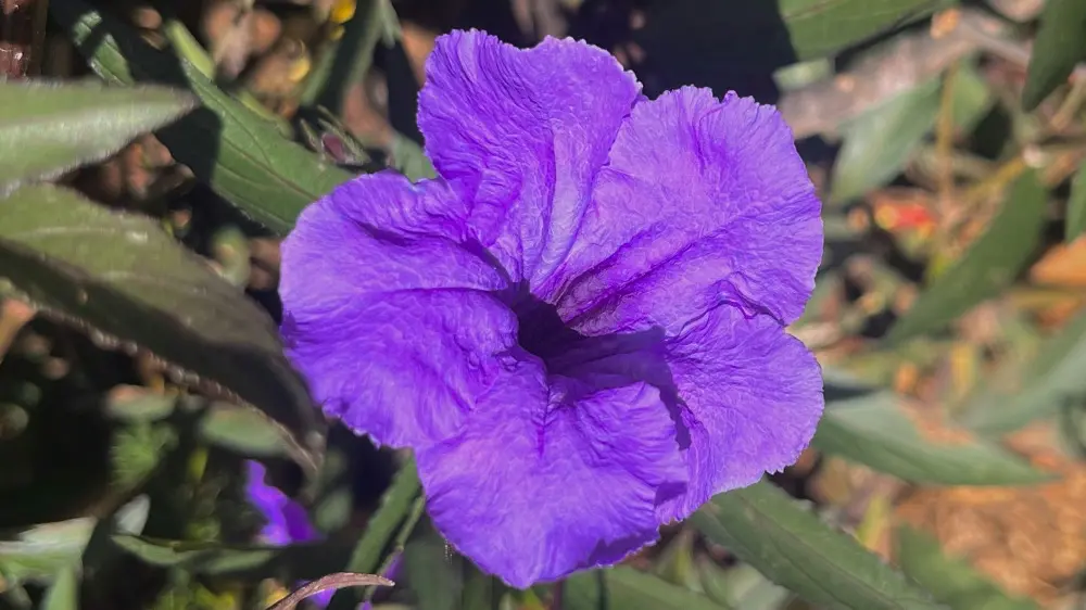 flower Lake Amatitlan