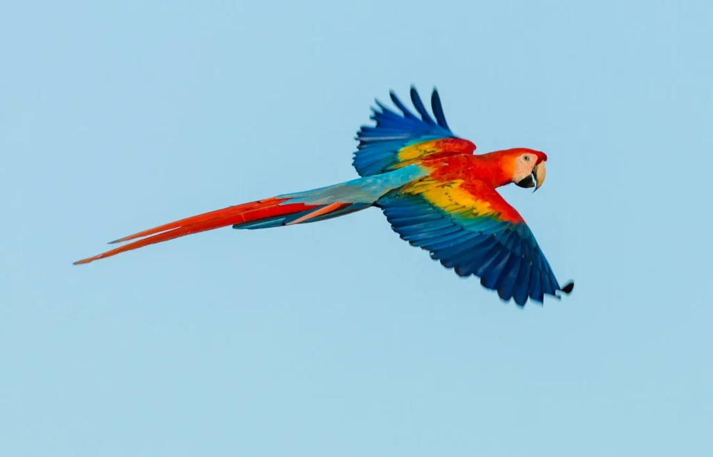 tipos aves guatemala