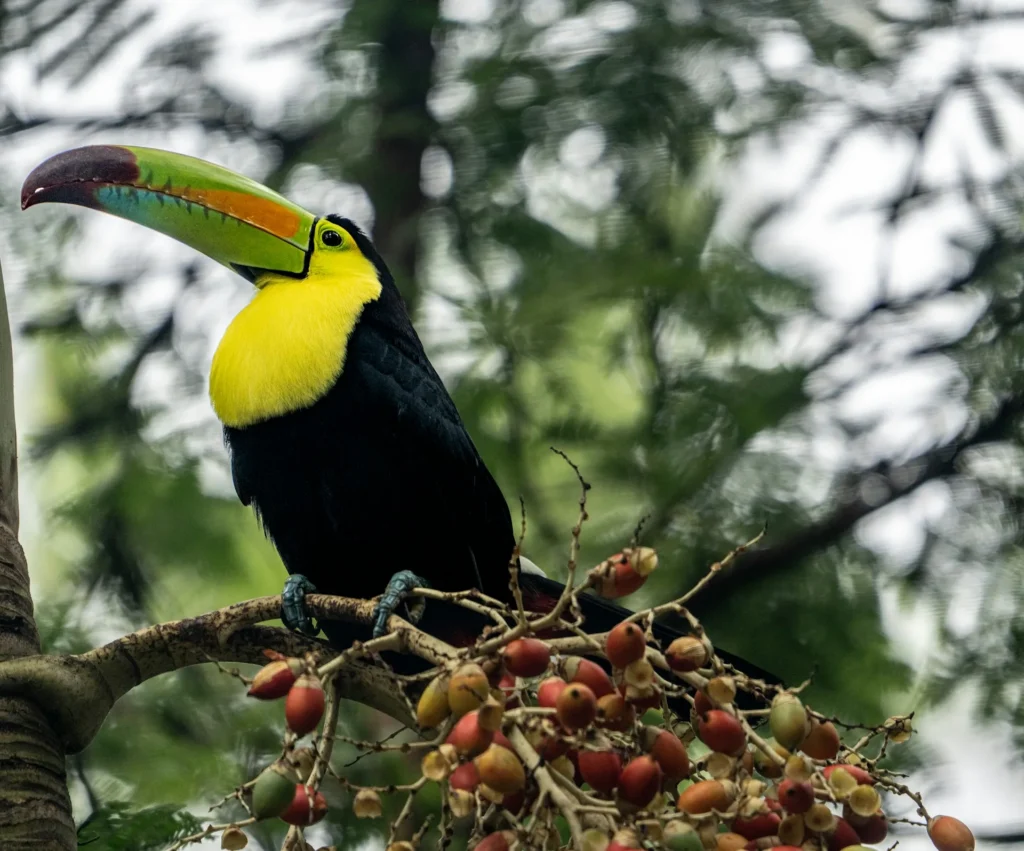 verapaces aves guatemala