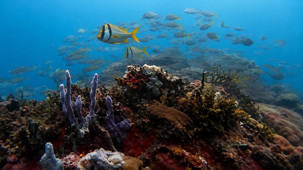 Naturschutzgebiet Tipps Meeresfauna